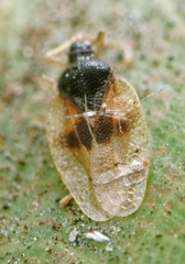 Pseudacysta perseae