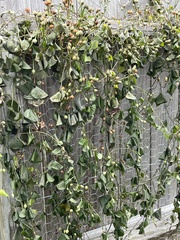 Ipomoea amnicola