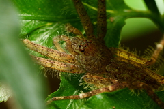 Pandercetes