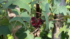 Rhynchosia volubilis