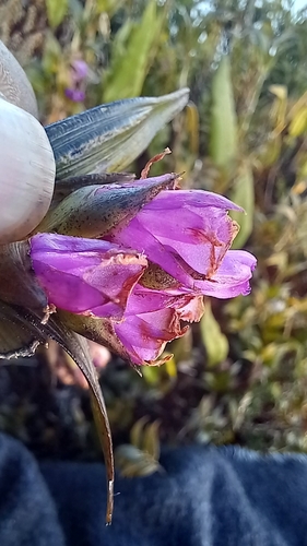 Elleanthus scopula (Lindl.) Rchb.f.