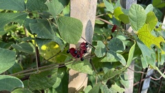 Rhynchosia volubilis