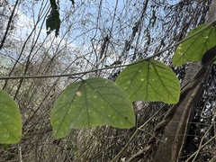 Passiflora anfracta