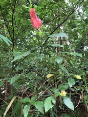 Justicia brandegeeana