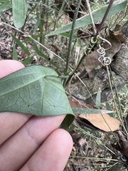 Passiflora coriacea