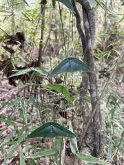 Passiflora coriacea