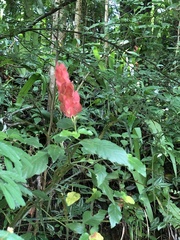 Justicia brandegeeana