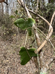 Passiflora reflexiflora