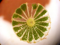 Parvocaulis