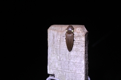 Deilelater physoderus