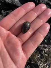 Monetaria caputophidii