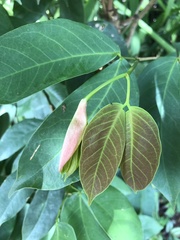 Hymenaea courbaril
