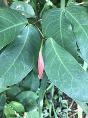 Hymenaea courbaril