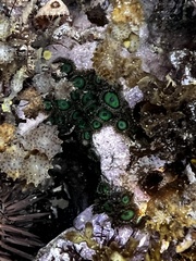 Zoanthus sansibaricus