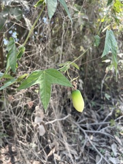 Passiflora sprucei