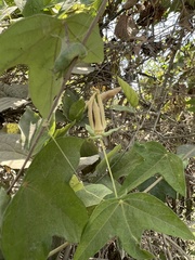 Passiflora sprucei