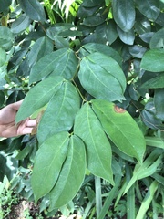 Hymenaea courbaril
