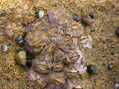 Nesochthamalus intertextus