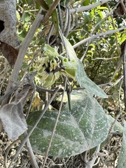 Passiflora colinvauxii