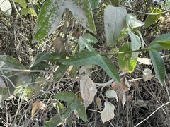 Passiflora colinvauxii