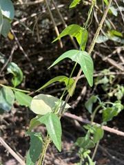 Passiflora colinvauxii