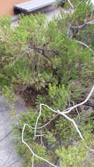 Ericameria laricifolia