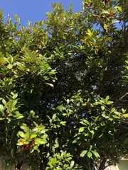 Eugenia brasiliensis