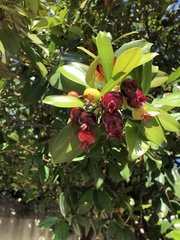 Eugenia brasiliensis