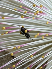 Tetragonilla collina