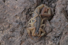 Centruroides ornatus