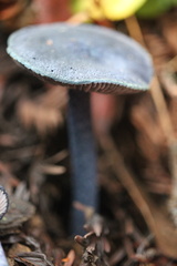 Entoloma subcarneum