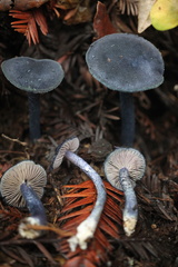 Entoloma subcarneum