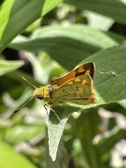 Ocybadistes walkeri sothis