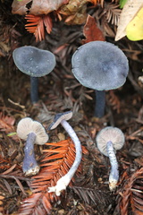 Entoloma subcarneum