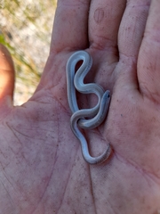 Aprasia striolata