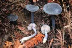 Entoloma subcarneum