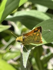 Ocybadistes walkeri sothis