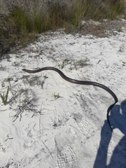 Pseudonaja affinis affinis