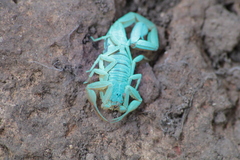 Centruroides ornatus