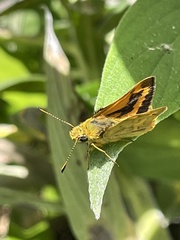 Ocybadistes walkeri sothis