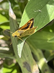 Ocybadistes walkeri sothis