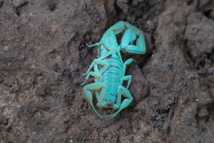 Centruroides ornatus