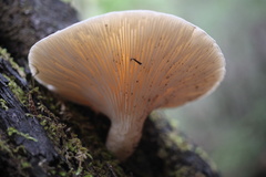 Pleurotus dryinus