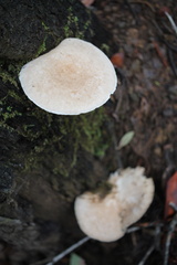 Pleurotus dryinus