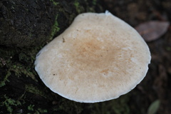Pleurotus dryinus
