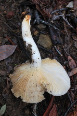 Pleurotus dryinus