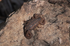 Centruroides ornatus