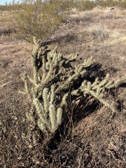 Cylindropuntia acanthocarpa acanthocarpa