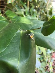 Poecilothomisus speciosus