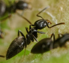 Technomyrmex albipes